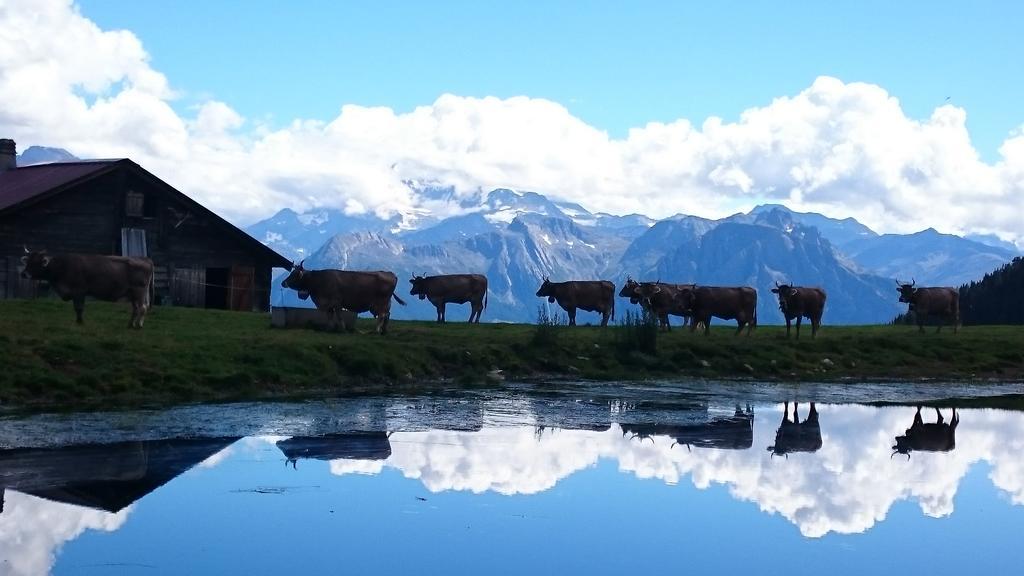 Chalet Enzian Riederalp Εξωτερικό φωτογραφία
